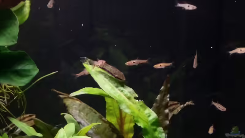 Besatz im Aquarium Kleine Fische nur noch als Beispiel von PanzerwelsFan (32)