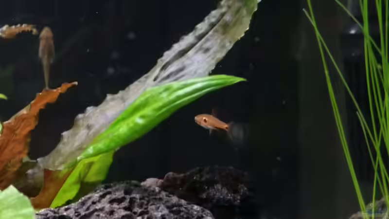 Besatz im Aquarium Kleine Fische nur noch als Beispiel von PanzerwelsFan (33)