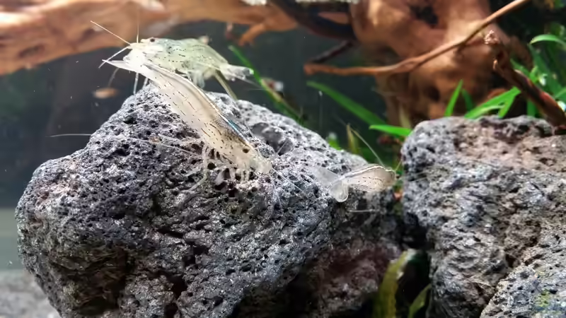 Besatz im Aquarium Kleine Fische nur noch als Beispiel von PanzerwelsFan (35)