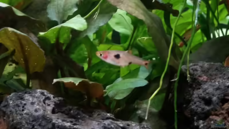 Besatz im Aquarium Kleine Fische nur noch als Beispiel von PanzerwelsFan (36)