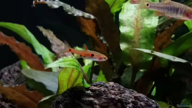 Besatz im Aquarium Kleine Fische nur noch als Beispiel von PanzerwelsFan (37)