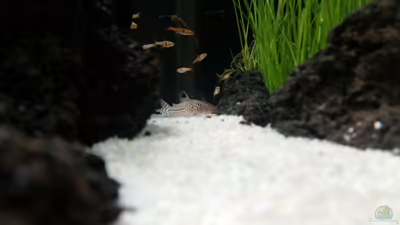 Besatz im Aquarium Kleine Fische nur noch als Beispiel von PanzerwelsFan (39)