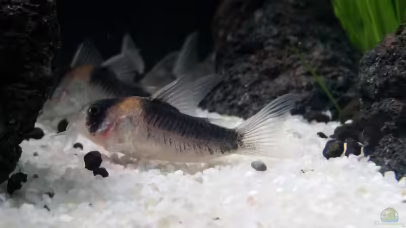 Besatz im Aquarium Kleine Fische nur noch als Beispiel von PanzerwelsFan (41)