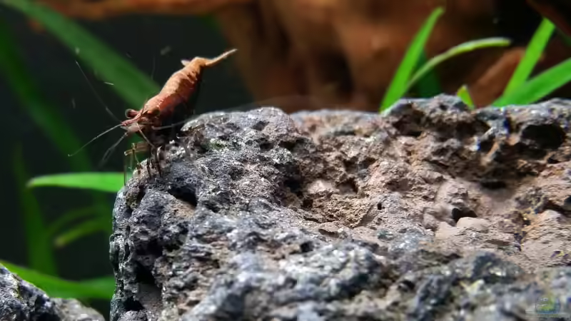 Besatz im Aquarium Kleine Fische nur noch als Beispiel von PanzerwelsFan (42)