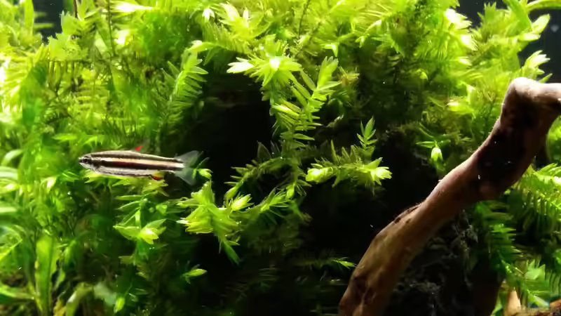 Besatz im Aquarium Kleine Fische nur noch als Beispiel von PanzerwelsFan (45)