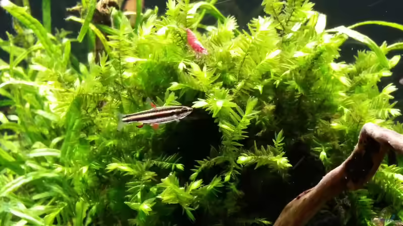 Besatz im Aquarium Kleine Fische nur noch als Beispiel von PanzerwelsFan (46)