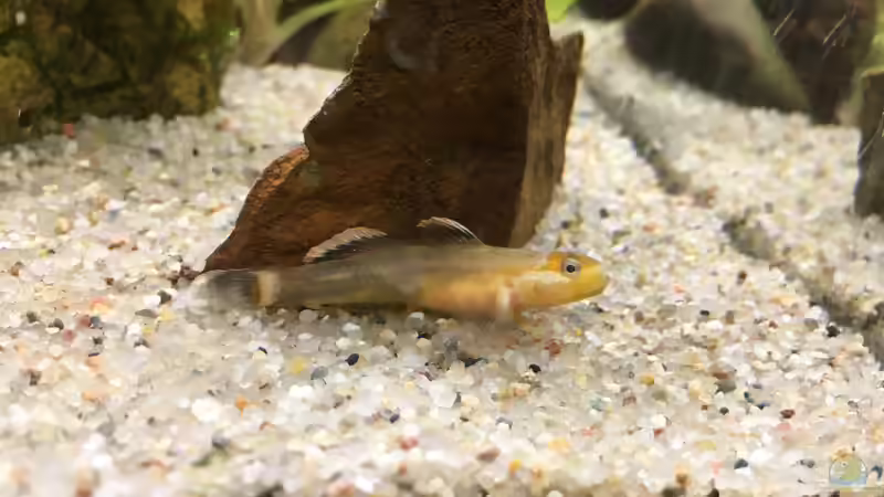 Besatz im Aquarium Kleine Geröllhalde von Harald Kästner (10)