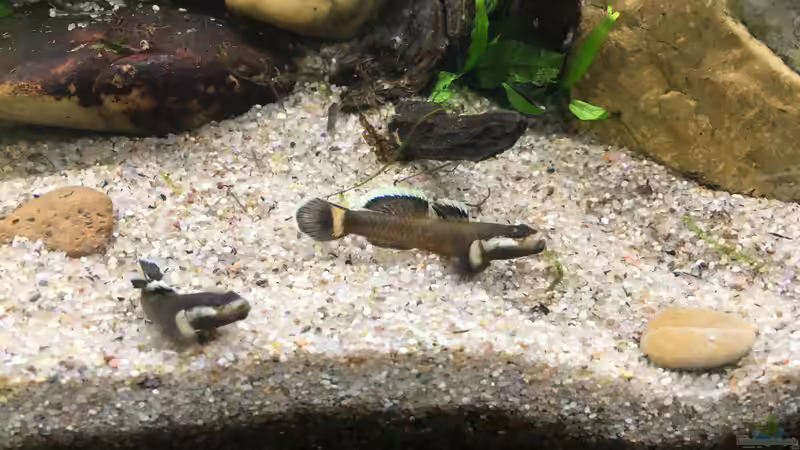 Besatz im Aquarium Kleine Geröllhalde von Harald Kästner (13)