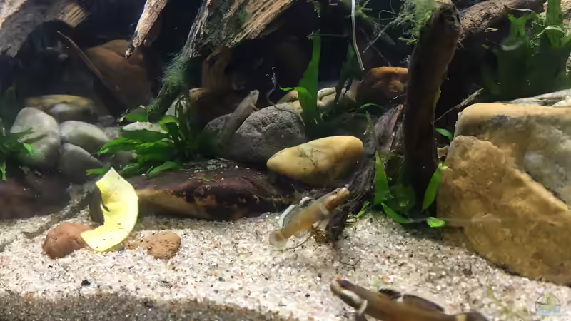 Besatz im Aquarium Kleine Geröllhalde von Harald Kästner (14)