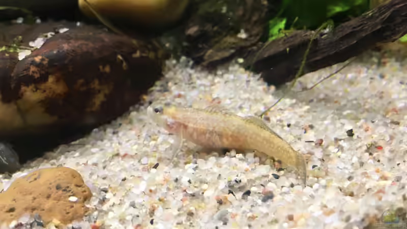 Besatz im Aquarium Kleine Geröllhalde von Harald Kästner (8)