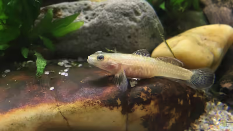 Besatz im Aquarium Kleine Geröllhalde von Harald Kästner (9)