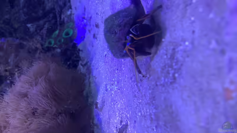 Besatz im Aquarium kleiner Riff-Ausschnitt von Diver (35)