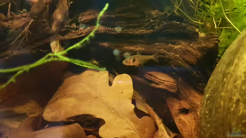 Besatz im Aquarium Kleiner südamerikanischer Bach von Max Latinski (6)
