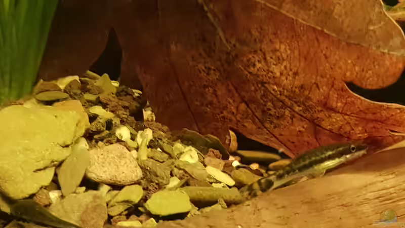 Besatz im Aquarium Kleiner südamerikanischer Bach von Max Latinski (8)