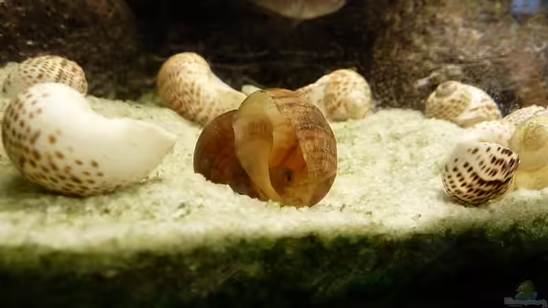 Besatz im Aquarium Kleiner Tanganjikasee von Der Michel (10)