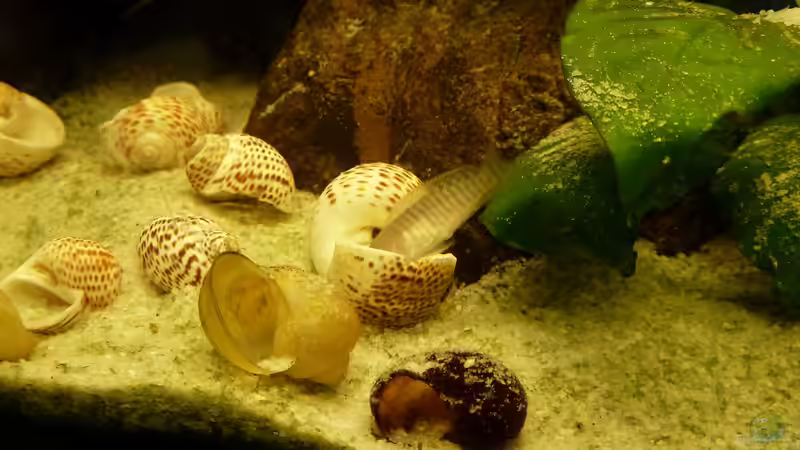 Besatz im Aquarium Kleiner Tanganjikasee von Der Michel (8)