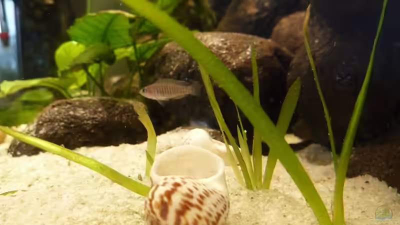 Besatz im Aquarium Kleiner Tanganjikasee von Der Michel (9)