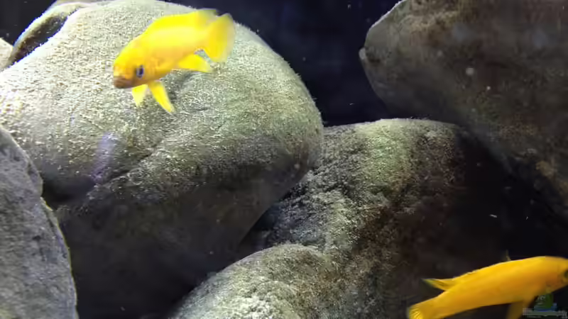 Besatz im Aquarium Kleiner Tanganjikasee von jules (17)