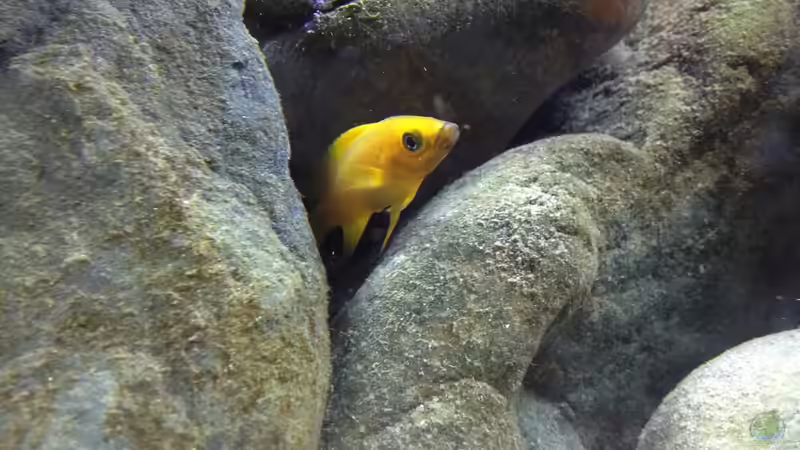 Besatz im Aquarium Kleiner Tanganjikasee von jules (18)