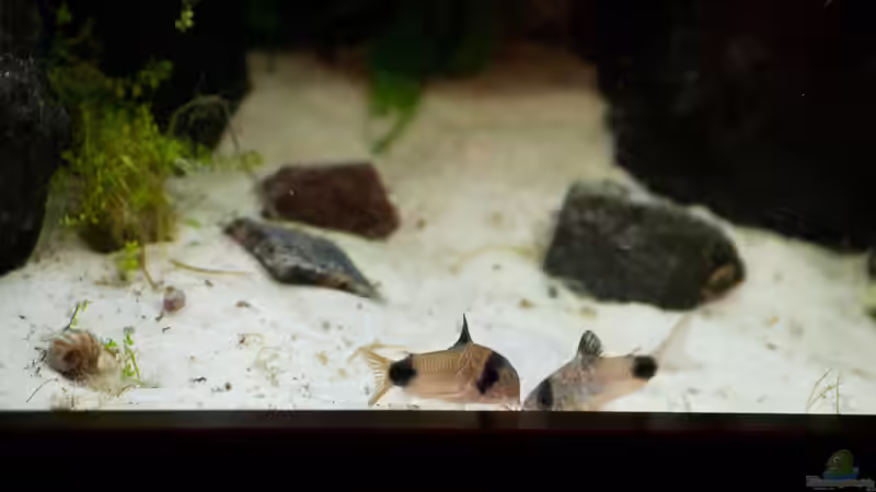 Besatz im Aquarium Kleiner Urwald von Melusine Vom Musenhain (5)