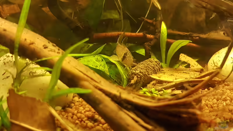 Besatz im Aquarium Kleines Amazonas Biotop von Kevin Engelsberger (39)