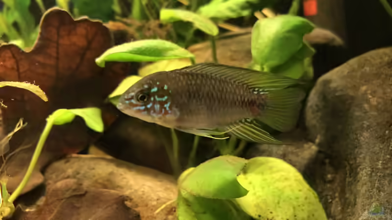 Besatz im Aquarium Kleines Amazonasbecken von MaFu (15)