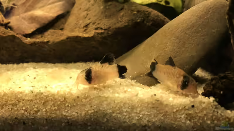 Besatz im Aquarium Kleines Amazonasbecken von MaFu (16)