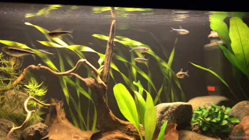 Besatz im Aquarium Kleines Amazonasbecken von MaFu (17)