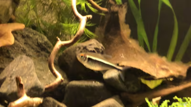 Besatz im Aquarium Kleines Amazonasbecken von MaFu (18)