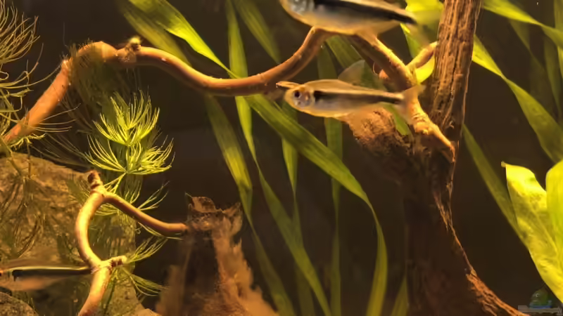 Besatz im Aquarium Kleines Amazonasbecken von MaFu (19)