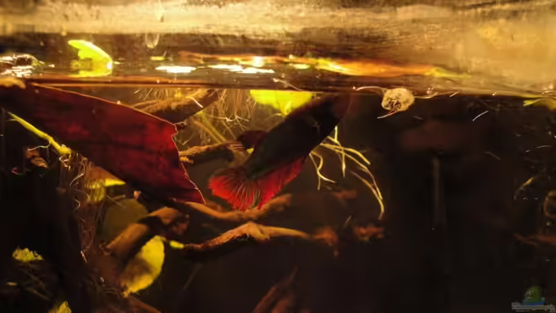 Besatz im Aquarium Kleines Betta Biotop von Laura (24)