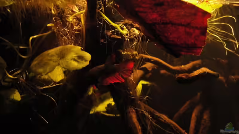 Besatz im Aquarium Kleines Betta Biotop von Laura (25)