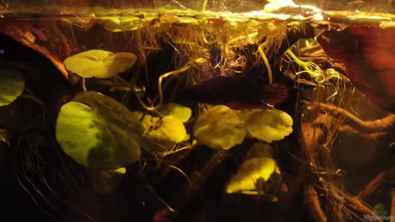 Besatz im Aquarium Kleines Betta Biotop von Laura (26)