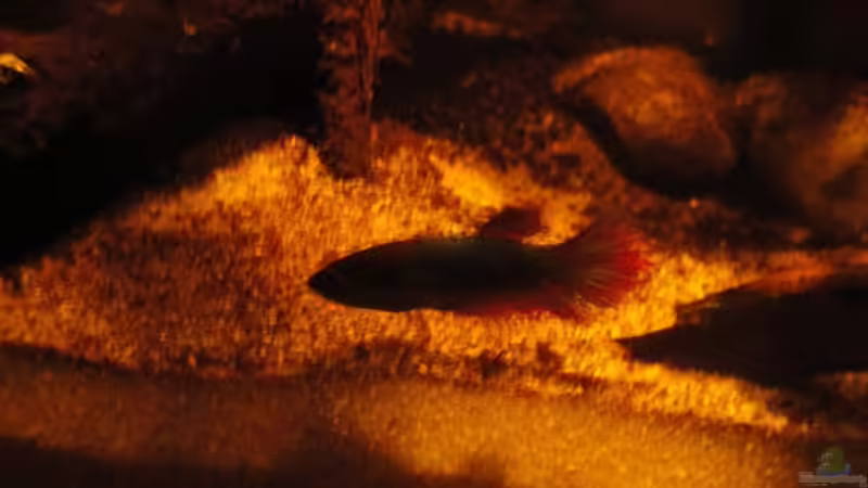 Besatz im Aquarium Kleines Betta Biotop von Laura (28)