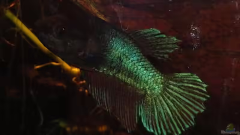 Besatz im Aquarium Kleines Betta Biotop von Laura (29)