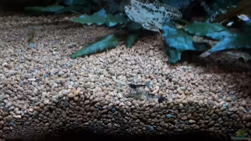 Besatz im Aquarium Kleines Gesellschaftsbecken von rams (14)