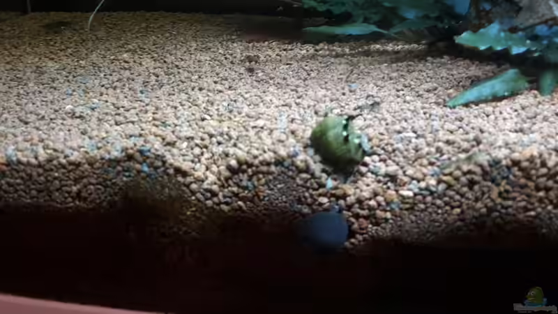 Besatz im Aquarium Kleines Gesellschaftsbecken von rams (15)