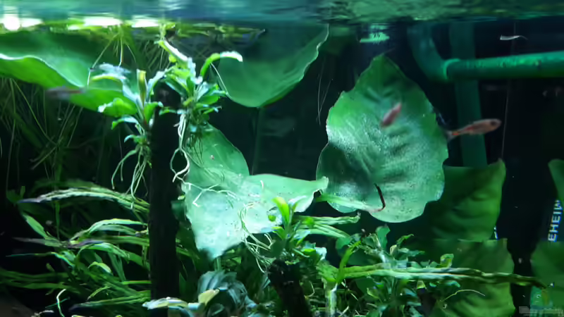 Besatz im Aquarium Kleines Gesellschaftsbecken von rams (16)