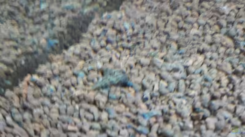 Besatz im Aquarium Kleines Gesellschaftsbecken von rams (17)