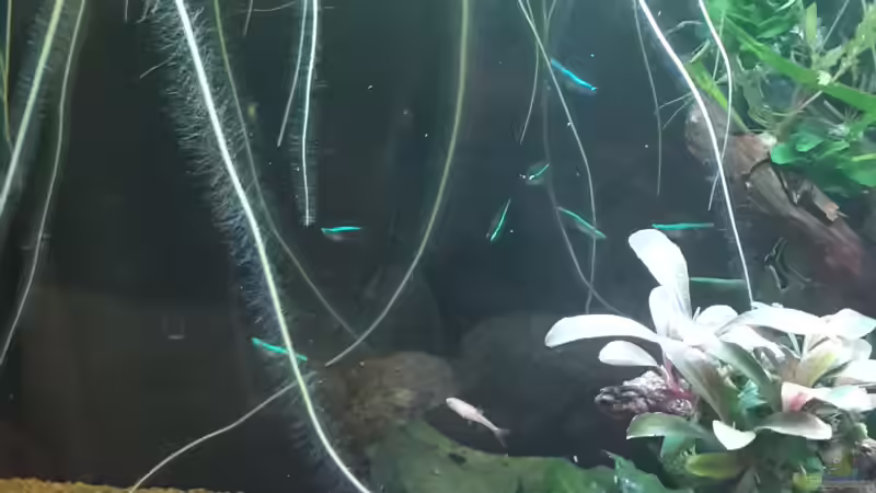 Besatz im Aquarium Kleines Gesellschaftsbecken von rams (18)