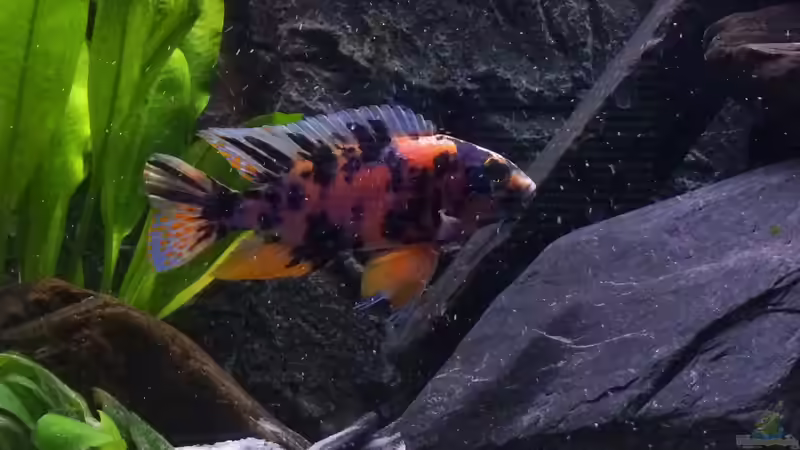 Besatz im Aquarium Kleines Heim von Flo87 (10)