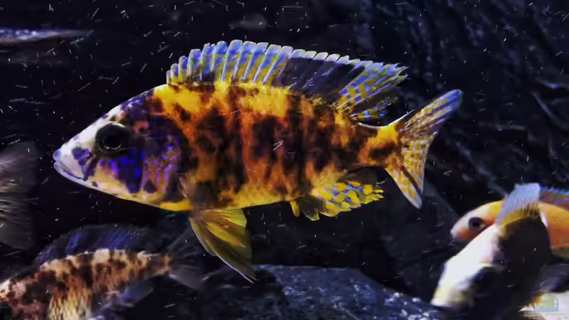 Besatz im Aquarium Kleines Heim von Flo87 (11)