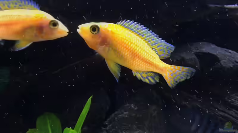 Besatz im Aquarium Kleines Heim von Flo87 (12)