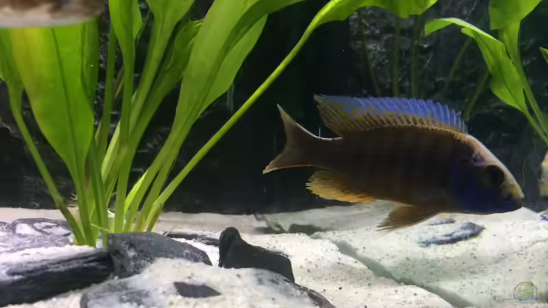 Besatz im Aquarium Kleines Heim von Flo87 (6)