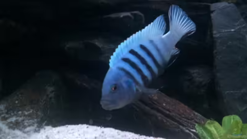 Besatz im Aquarium Kleines Heim von Flo87 (9)