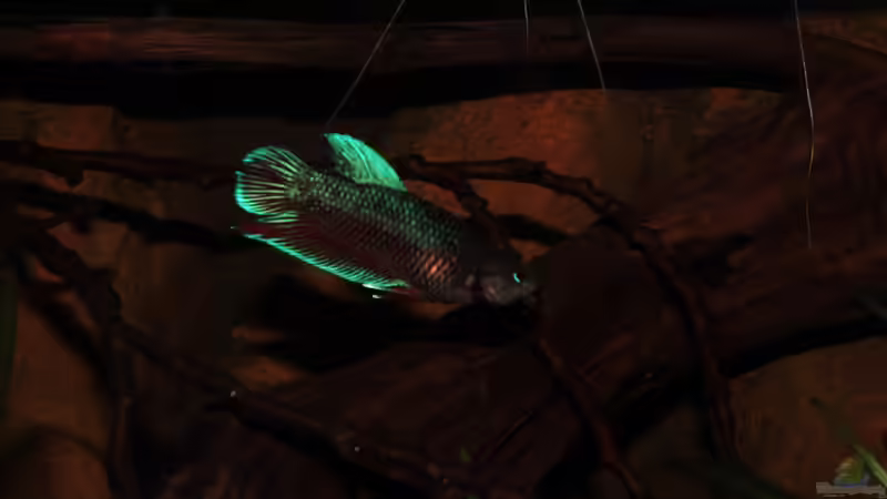 Besatz im Aquarium kleines schwarzes von die Perle... (24)