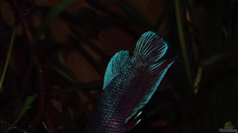 Besatz im Aquarium kleines schwarzes von die Perle... (25)