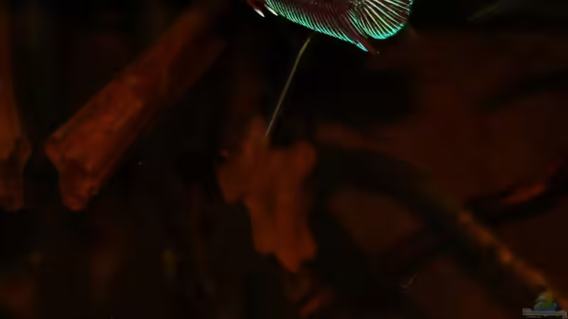 Besatz im Aquarium kleines schwarzes von die Perle... (26)