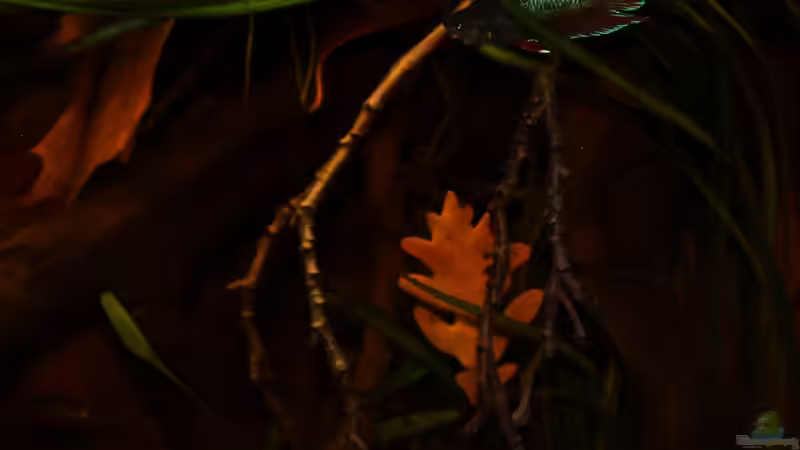 Besatz im Aquarium kleines schwarzes von die Perle... (28)