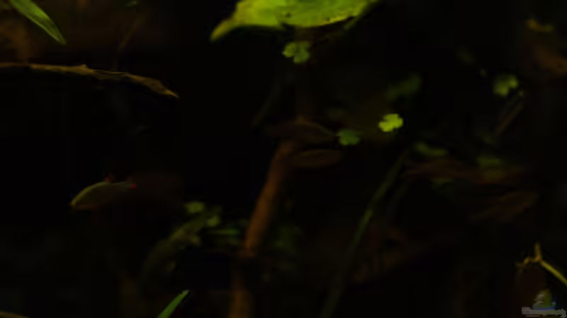 Besatz im Aquarium kleines schwarzes von die Perle... (30)